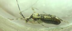 Phytocoris