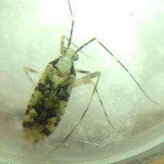 Phytocoris