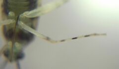 Phytocoris