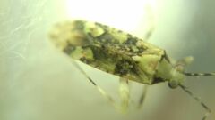 Phytocoris