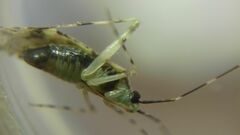 Phytocoris