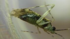 Phytocoris