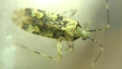 Phytocoris