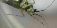 Phytocoris