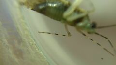 Phytocoris