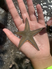 Astropecten jonstoni