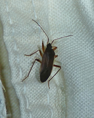 Balboa ampliata