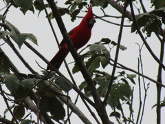 Cardinalis phoeniceus