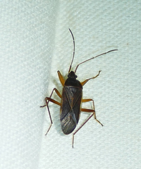 Balboa ampliata