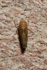 Scaphoideus titanus