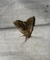 Protolampra sobrina