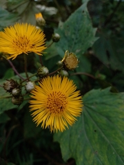 Munnozia karstenii