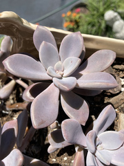 Graptoveria