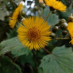 Munnozia karstenii