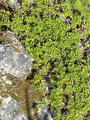 Arctostaphylos uva-ursi