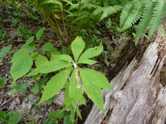 Liriomyza limopsis