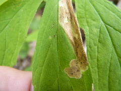 Liriomyza limopsis