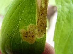 Liriomyza limopsis