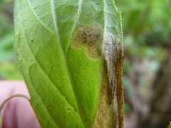 Liriomyza limopsis