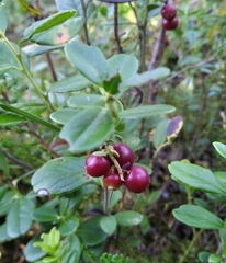 Vaccinium vitis-idaea