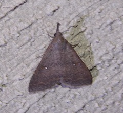 Hypenula cacuminalis