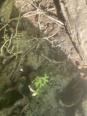 Riccia huebeneriana