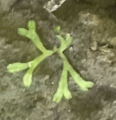 Riccia huebeneriana