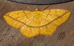 Periclina syctaria
