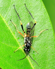 Baryceros texanus