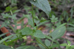 Phymatostetha deschampsi