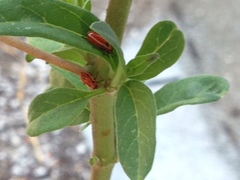 Lygaeus kalmii