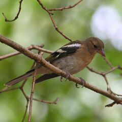 Fringilla coelebs