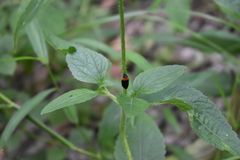 Phymatostetha deschampsi