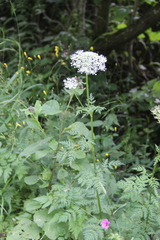 Selinum alatum