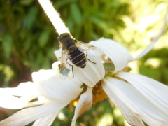 Eristalis arbustorum