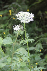 Selinum alatum