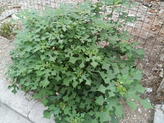 Broussonetia papyrifera