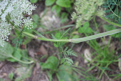 Selinum alatum