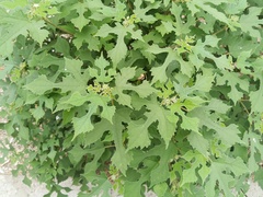 Broussonetia papyrifera