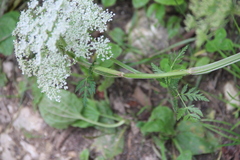 Selinum alatum