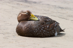 Tachyeres brachypterus