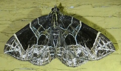 Gandaritis atricolorata