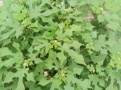 Broussonetia papyrifera