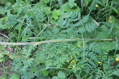 Selinum alatum