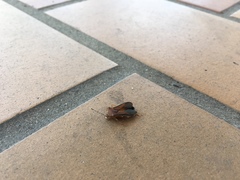 Anasa varicornis