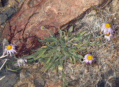 Erigeron clokeyi