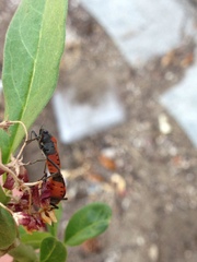 Lygaeus kalmii