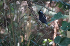 Cyanocorax cyanopogon