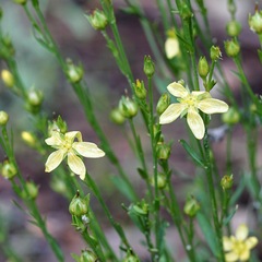 Linum neomexicanum