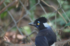 Cyanocorax cyanopogon